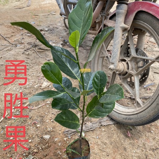 灵山县 1号菠萝蜜苗单果30～60斤重5号苗黄肉 8号苗果肉红色