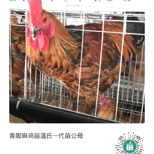 永城市青脚麻鸡苗 公