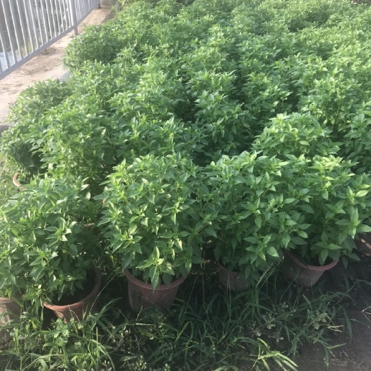 普宁市 金不换九层塔家常炒菜必备的佳肴珍品，深受广大消费者的喜爱