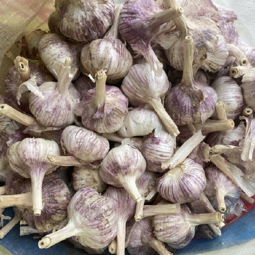金乡县红皮蒜  金乡大蒜  紫皮蒜  无杂质