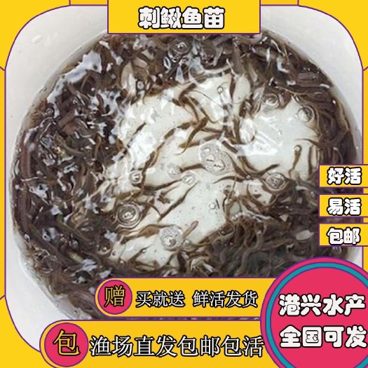 清远2024刺鳅鱼苗  4-5厘米辣稚苗剑鳅苗锯齿鱼苗 小鱼苗