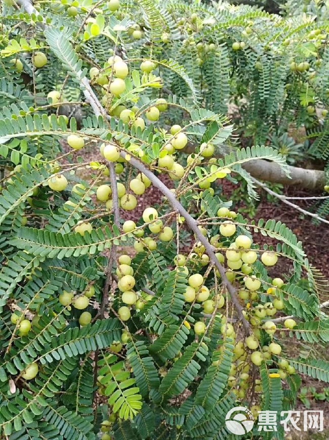 全国热销水果牛柑果（油柑）现已大量上市