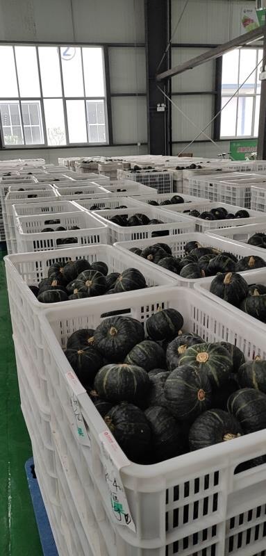 寿光市贝贝南瓜 原产地供应，阿里盒马供应链 对接各团购 商超 电商