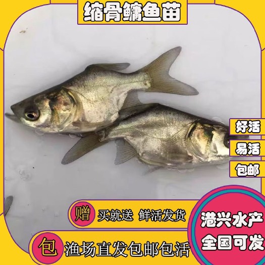 清远缩骨鳙鱼苗淡水大头 广东直发 快递整车可选  技术指导