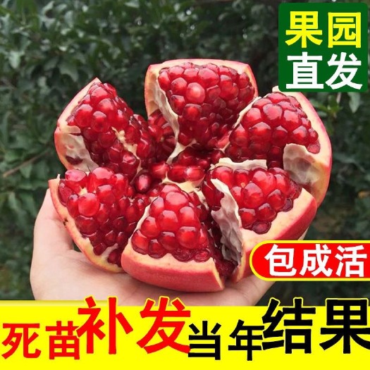 平邑县 大红袍石榴树苗 基地直销 现挖现发确保成活 免费提供种植指导