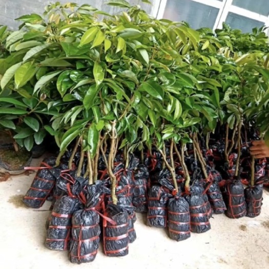 灵山县 荔枝苗