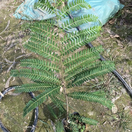 灵山县余甘果苗 正宗嫁接牛甘果苗