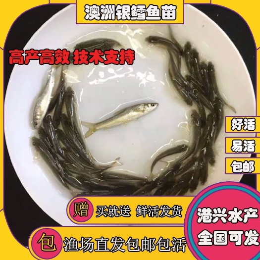 清远广东新鲜银鳕鱼苗澳洲大鳞鲃冷水活体耐活好养