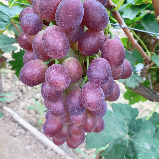 大荔縣 新郁葡萄