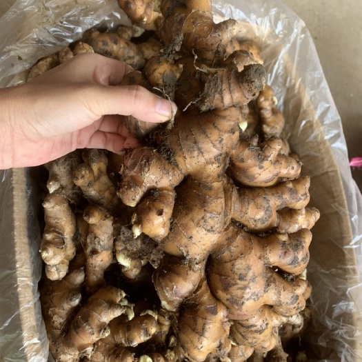 玉林百色大姜生姜大肉姜 老姜可做姜种农家自种 产地