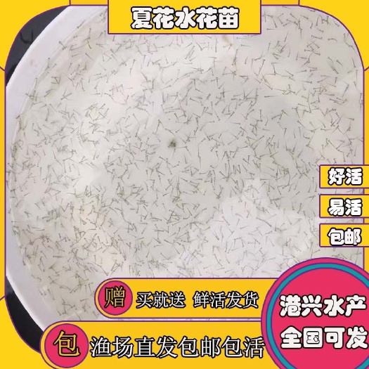 清远鲮鱼鱼苗   桂花饵料淡水鱼苗夏花苗 土鲮鱼麦鲮鱼泰鲮鱼水花