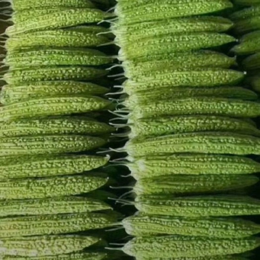 兰陵县苦瓜 20~30cm