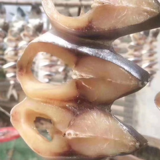 湛江 金枪鱼干