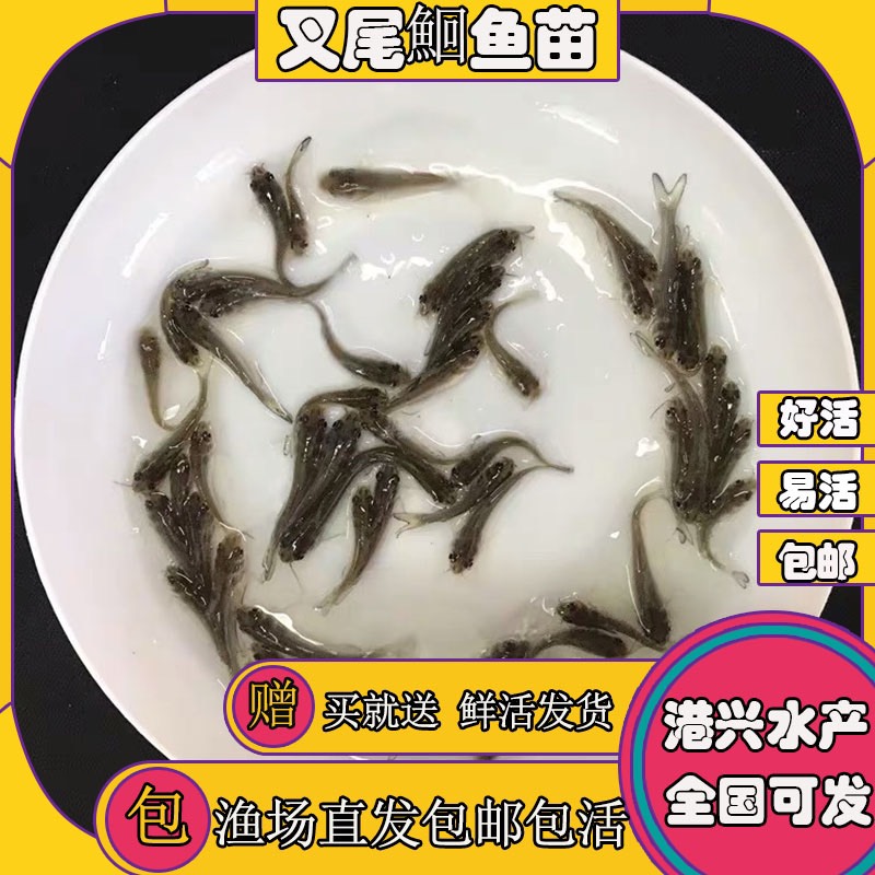 新鲜叉尾鮰鱼苗批发活体食用养殖杂食性鱼苗