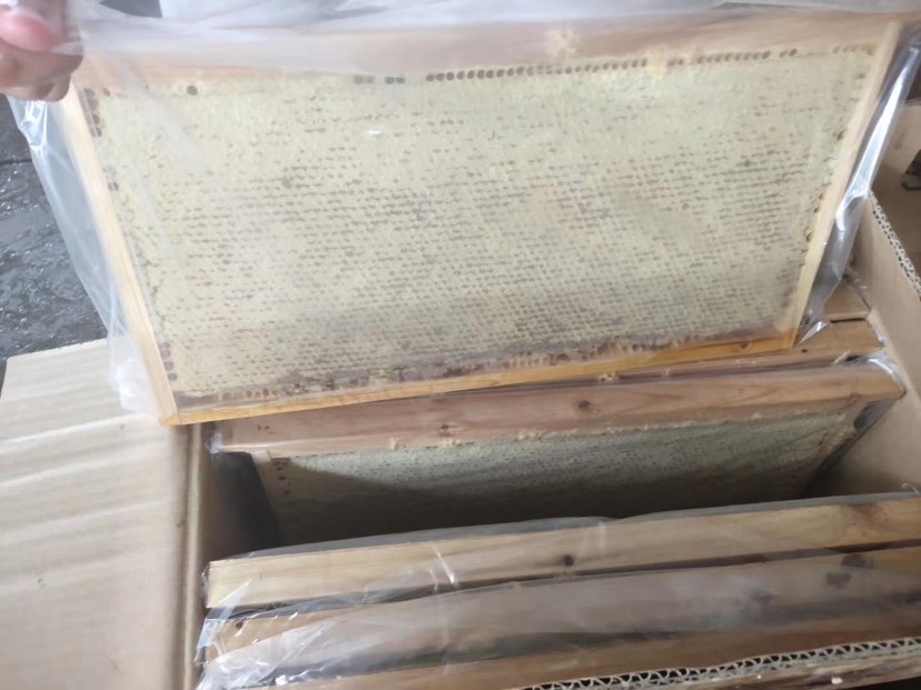 包邮包邮一张就包邮荆条蜜蜂巢蜜蜂场直发批发零售