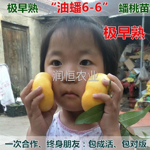 平邑县 嫁接极早熟神蟠1号一号油蟠桃苗金香妃黄油蟠6-6蟠桃树苗当年