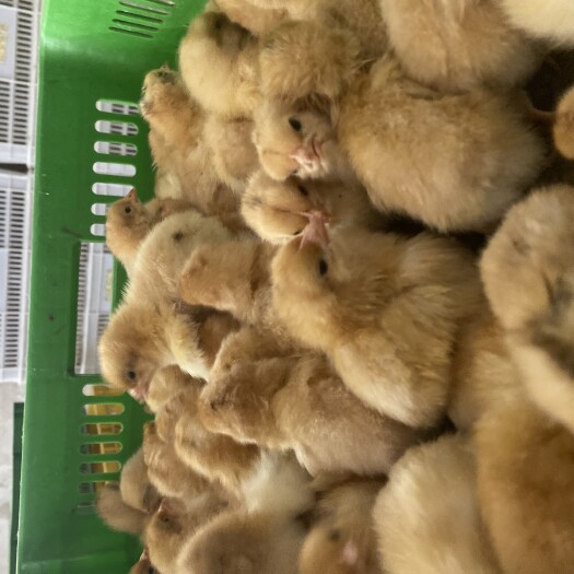 广州三黄鸡苗 统货