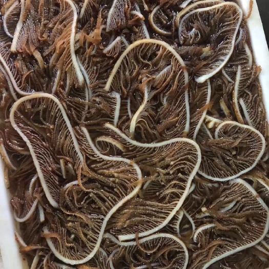 成都牛百叶  精品黑千层 品质佳