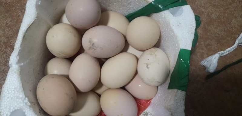 淮安土鸡蛋 食用 散装