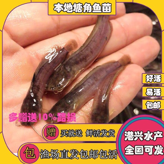 清远塘鲺苗  皇妃塘角鱼苗 塘鲺鱼滑哥鱼苗