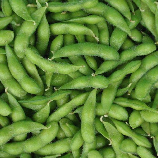  精品毛豆 绿宝石毛豆，颗粒饱满色泽好