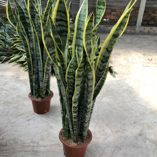 昆明虎皮兰