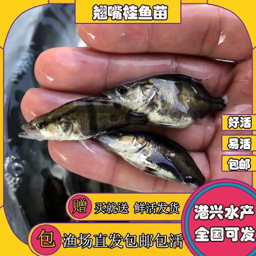 翘嘴鳜  翘嘴桂鱼苗吃饲料鳜鱼苗买桂花鱼苗送饵料鱼