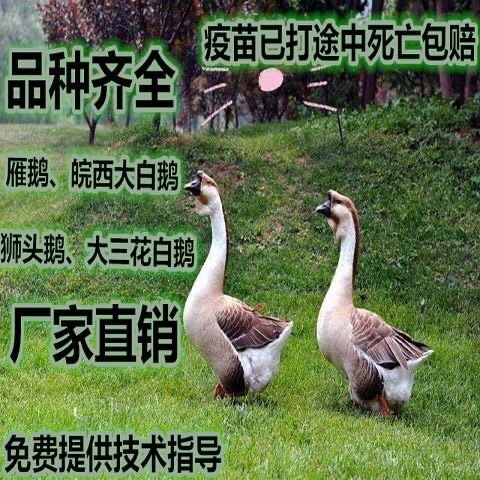 丰县 灰狮头鹅苗活体大种白鹅苗三花鹅苗百子鹅活苗雁鹅朗德鹅孵化鹅蛋