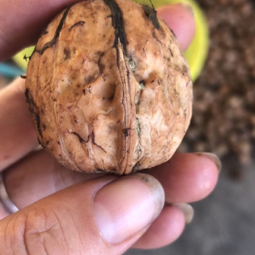 盐边县 攀枝花盐边鱼门高山核桃！