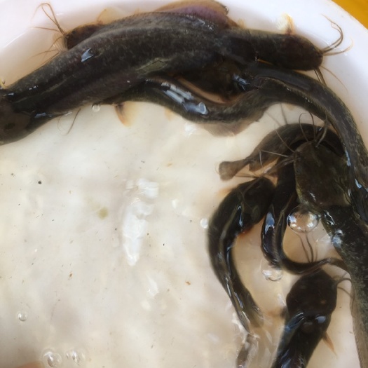 博罗县塘鲺苗  大规格塘角鱼苗 三黄塘角鱼 生长速度快 好养产量高