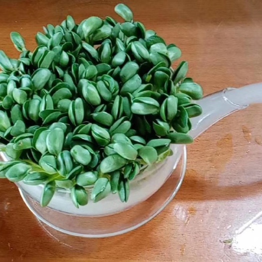  土培黄豆芽绿色食品安全生产管理，可以批发零售