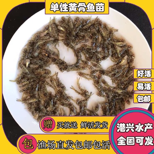 清远黄骨鱼苗  产地直销优质 黄蜂鱼苗 黄辣丁黄丫角￼淡水养殖 售后