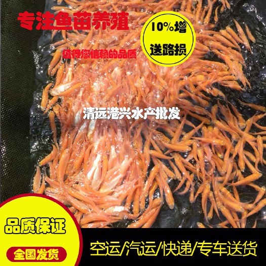 衡南县草鱼红草鱼苗√俄罗斯金草鱼苗√生长速度快鱼苗
