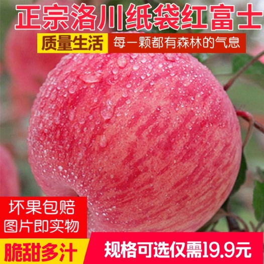 洛川县陕西洛川苹果，普通货