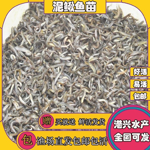 昭平县泥鳅苗  正宗泥鳅苗真泥鳅水花苗批发基地买鱼苗送鱼料大量出货