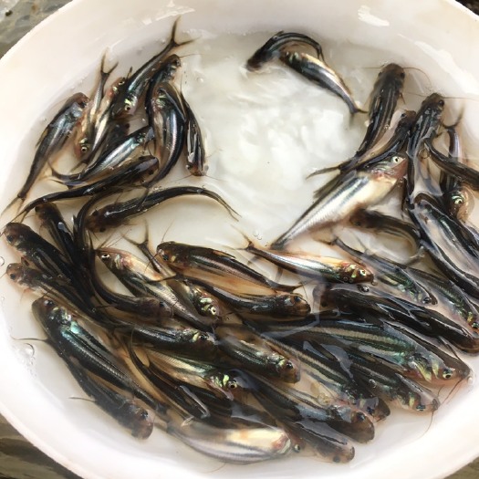 优质巴沙鱼苗 淡水蓝沙鱼苗 生长快 基地直销 技术指导