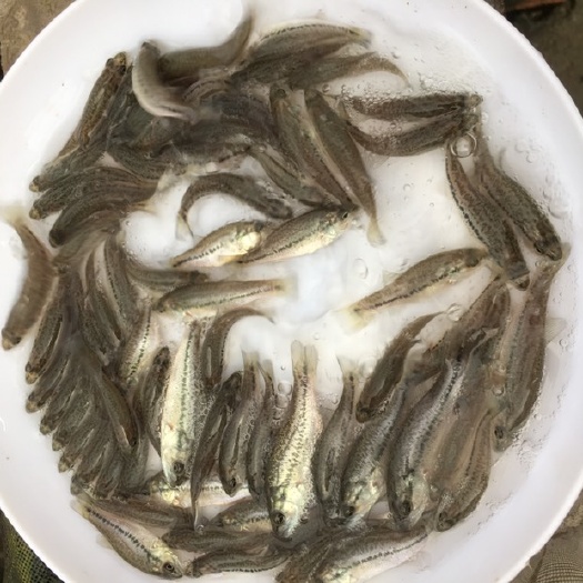 加州鲈鱼苗  优质鲈鱼苗 驯化饲料淡水鲈 基地直销全国发货