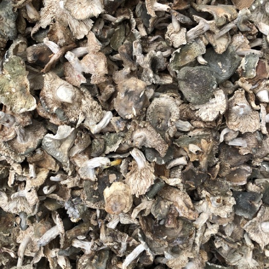  梨菇 青头菌 产地批发直销 酒店火锅店做菜 熬汤料