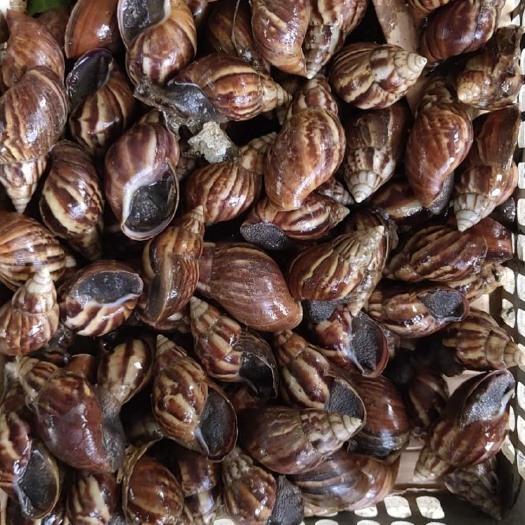 上林县黑蜗牛 玛瑙蜗牛 非洲蜗牛