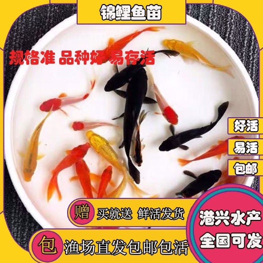 岑溪市 日本锦鲤鱼苗√观赏鱼苗√高档鱼苗批发6-8cm(包邮)