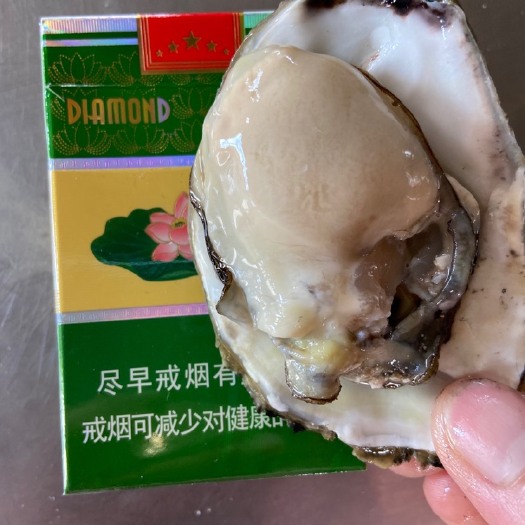 防城港生蚝 福建生蚝，承接各种大小包装