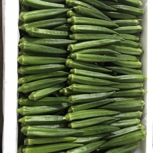 漳州水果秋葵