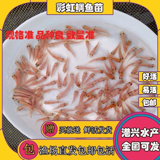 益阳罗非鱼苗  红罗非苗出售