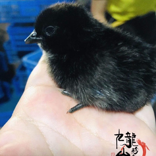 广州 自家孵化场孵化五黑一绿绿壳蛋鸡苗