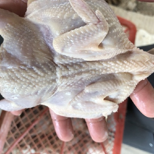 漳州黄羽鹌鹑  特大放血鹌鹑鸟