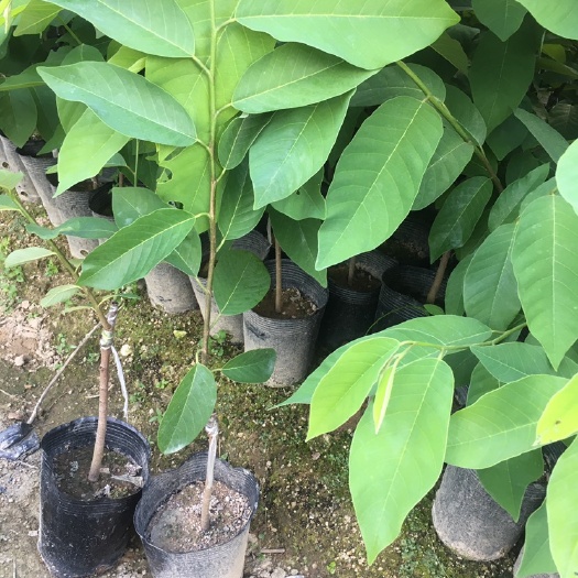 普宁市 凤梨释迦苗嫁接释迦果苗番鬼荔枝释迦果树苗 盆栽地栽果树苗