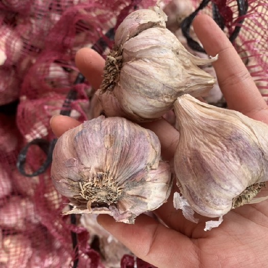 大蒜种子  四川蒜种  新繁蒜种 软叶种蒜 大中小果