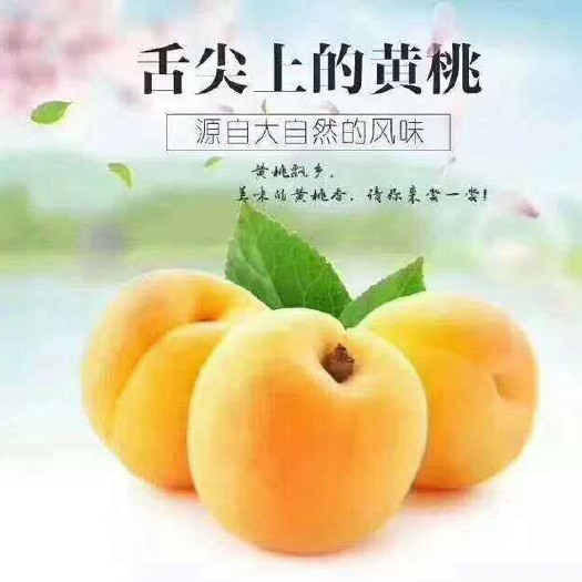 泗洪县锦绣黄桃 优化生态环境，发展绿色农业。