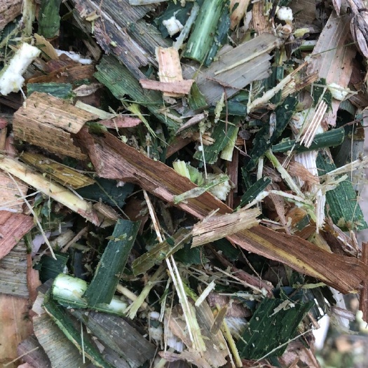 宿州玉米青贮  青储饲料，场地直供，质量保证，量大从优。