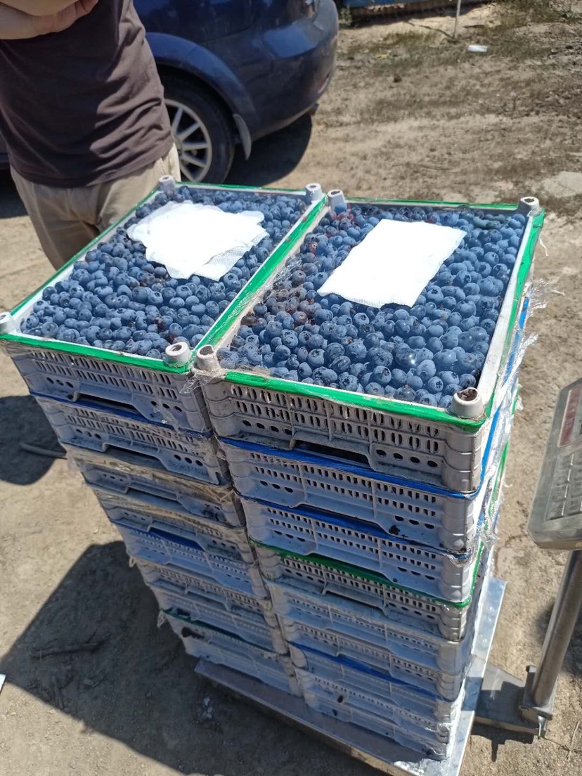 蛟河市美登蓝莓各种大果蓝莓